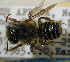  ( - MegBOL 0086)  @11 [ ] CreativeCommons - Attribution Non-Commercial Share-Alike (2011) Connal Eardley ARC-Plant Protection Research Institute