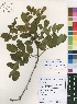  (Zanthoxylum delagoense - Burrows08088)  @11 [ ] No Rights Reserved  Unspecified Unspecified