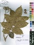 (Canarium madagascariense subsp. Madagascariense - Burrows09710)  @11 [ ] No Rights Reserved  Unspecified Unspecified