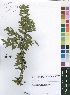  (Rytigynia celastroides var. celastroides - Burrows11261)  @11 [ ] No Rights Reserved  Unspecified Unspecified