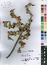  (Erythrina madagascariensis - Burrows11364)  @11 [ ] No Rights Reserved  Unspecified Unspecified