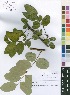  (Phyllanthus muellerianus - Burrows12177)  @11 [ ] No Rights Reserved  Unspecified Unspecified