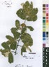  (Tapiphyllum velutinum - Burrows12183)  @11 [ ] No Rights Reserved  Unspecified Unspecified