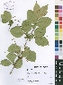  (Vismia orientalis - Burrows12565)  @11 [ ] No Rights Reserved  Unspecified Unspecified