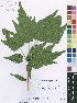  (Mallotus oppositifolius var. lindicus - Burrows12861)  @11 [ ] No Rights Reserved  Unspecified Unspecified