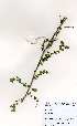  ( - LTM005)  @11 [ ] No Rights Reserved  Unspecified Unspecified
