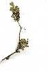  ( - OM1229)  @11 [ ] No Rights Reserved  Unspecified Unspecified