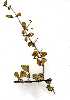  ( - OM1310)  @11 [ ] No Rights Reserved  Unspecified Unspecified