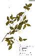  ( - OM1571)  @11 [ ] No Rights Reserved  Unspecified Unspecified