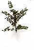  ( - OM0708)  @11 [ ] No Rights Reserved  Unspecified Unspecified