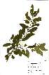  ( - OM_MvdB12)  @11 [ ] No Rights Reserved  Unspecified Unspecified