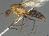  ( - CASENT0055465-D01)  @11 [ ] CreativeCommons  Attribution Non-Commercial Share-Alike (2023) Michele Esposito California Academy of Sciences
