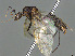  ( - CASENT0065733-D01)  @11 [ ] CreativeCommons  Attribution Non-Commercial Share-Alike (2023) Michele Esposito California Academy of Sciences