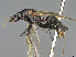  ( - CASENT0065865-D01)  @11 [ ] CreativeCommons  Attribution Non-Commercial Share-Alike (2023) Michele Esposito California Academy of Sciences