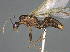  ( - CASENT0113482-D01)  @11 [ ] CreativeCommons  Attribution Non-Commercial Share-Alike (2023) Michele Esposito California Academy of Sciences
