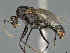  ( - CASENT0150161-D01)  @11 [ ] CreativeCommons  Attribution Non-Commercial Share-Alike (2023) Michele Esposito California Academy of Sciences