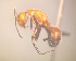  (Camponotus MG124 - CASENT0151960-D01)  @11 [ ] CreativeCommons  Attribution Non-Commercial Share-Alike (2023) CAS California Academy of Sciences