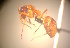  (Camponotus MG093 - CASENT0152390-D01)  @11 [ ] CreativeCommons  Attribution Non-Commercial Share-Alike (2023) CAS California Academy of Sciences