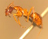  ( - CASENT0152390-D01)  @11 [ ] CreativeCommons  Attribution Non-Commercial Share-Alike (2023) CAS California Academy of Sciences