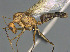 ( - CASENT0165206-D01)  @11 [ ] CreativeCommons  Attribution Non-Commercial Share-Alike (2023) Michele Esposito California Academy of Sciences