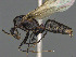  ( - CASENT0169983-D01)  @11 [ ] CreativeCommons  Attribution Non-Commercial Share-Alike (2023) Michele Esposito California Academy of Sciences