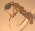  ( - CASENT0188376-D01)  @11 [ ] CreativeCommons  Attribution Non-Commercial Share-Alike (2023) CAS California Academy of Sciences