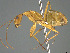  ( - CASENT0191700-D01)  @11 [ ] CreativeCommons  Attribution Non-Commercial Share-Alike (2023) Michele Esposito California Academy of Sciences