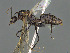  (Camponotus MG_m12 - CASENT0202950-D01)  @11 [ ] CreativeCommons  Attribution Non-Commercial Share-Alike (2023) Michele Esposito California Academy of Sciences