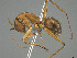  ( - CASENT0304076-D01)  @11 [ ] CreativeCommons  Attribution Non-Commercial Share-Alike (2023) Michele Esposito California Academy of Sciences