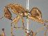 (Camponotus niavo - CASENT0369245-D01)  @11 [ ] CreativeCommons  Attribution Non-Commercial Share-Alike (2023) Michele Esposito California Academy of Sciences
