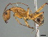  ( - CASENT0369739-D01)  @11 [ ] CreativeCommons  Attribution Non-Commercial Share-Alike (2023) Michele Esposito California Academy of Sciences
