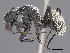 ( - CASENT0371032-D01)  @11 [ ] CreativeCommons  Attribution Non-Commercial Share-Alike (2019) Michele Esposito California Academy of Sciences