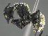  ( - CASENT0371038-D01)  @11 [ ] CreativeCommons  Attribution Non-Commercial Share-Alike (2023) Michele Esposito California Academy of Sciences