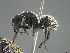  ( - CASENT0371041-D01)  @11 [ ] CreativeCommons  Attribution Non-Commercial Share-Alike (2023) Michele Esposito California Academy of Sciences
