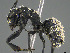  ( - CASENT0371050-D01)  @11 [ ] CreativeCommons  Attribution Non-Commercial Share-Alike (2023) Michele Esposito California Academy of Sciences