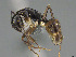  ( - CASENT0393304-D01)  @11 [ ] CreativeCommons  Attribution Non-Commercial Share-Alike (2023) Michele Esposito California Academy of Sciences