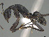  (Camponotus joany - CASENT0408909-D01)  @11 [ ] CreativeCommons  Attribution Non-Commercial Share-Alike (2023) Michele Esposito California Academy of Sciences
