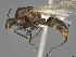  ( - CASENT0409694-D01)  @11 [ ] CreativeCommons  Attribution Non-Commercial Share-Alike (2023) Michele Esposito California Academy of Sciences