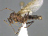  ( - CASENT0409696-D01)  @11 [ ] CreativeCommons  Attribution Non-Commercial Share-Alike (2023) Michele Esposito California Academy of Sciences