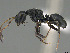  ( - CASENT0418183-D01)  @11 [ ] CreativeCommons  Attribution Non-Commercial Share-Alike (2023) Michele Esposito California Academy of Sciences
