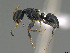  ( - CASENT0418258-D01)  @11 [ ] CreativeCommons  Attribution Non-Commercial Share-Alike (2023) Michele Esposito California Academy of Sciences