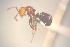  ( - CASENT0419730-D01)  @11 [ ] CreativeCommons  Attribution Non-Commercial Share-Alike (2023) CAS California Academy of Sciences