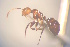  ( - CASENT0425367-D01)  @11 [ ] CreativeCommons  Attribution Non-Commercial Share-Alike (2023) CAS California Academy of Sciences