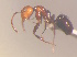  (Camponotus MG129 - CASENT0425368-D01)  @11 [ ] CreativeCommons  Attribution Non-Commercial Share-Alike (2023) CAS California Academy of Sciences