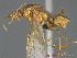  ( - CASENT0476556-D01)  @11 [ ] CreativeCommons  Attribution Non-Commercial Share-Alike (2023) Michele Esposito California Academy of Sciences