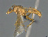  ( - CASENT0476916-D01)  @11 [ ] CreativeCommons  Attribution Non-Commercial Share-Alike (2023) Michele Esposito California Academy of Sciences
