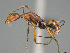  (Camponotus harenarum - CASENT0499466-D01)  @11 [ ] CreativeCommons  Attribution Non-Commercial Share-Alike (2023) Michele Esposito California Academy of Sciences