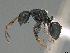  ( - CASENT0746969-D01)  @11 [ ] CreativeCommons  Attribution Non-Commercial Share-Alike (2023) Michele Esposito California Academy of Sciences