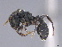  ( - CASENT0774857-D01)  @11 [ ] CreativeCommons  Attribution Non-Commercial Share-Alike (2024) Michele Esposito California Academy of Sciences