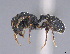  ( - CASENT0774905-D01)  @11 [ ] CreativeCommons  Attribution Non-Commercial Share-Alike (2024) Michele Esposito California Academy of Sciences